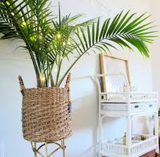 And i guess i've read some people in warmer zones with longer summers will buy one or two to sink in the yard for a tropical feel, knowing come fall it will succumb to. How To Take Care Of Palm Trees Arxiusarquitectura
