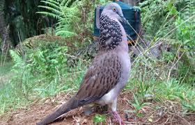 Ciri tekukur klantan / ciri tekukur klantan tekukur indonesia burung tekukur banyak digemari masyarakat everly daily blogs : Burung Tekukur Suara Ciri Makanan Mitos Jenis Habitat Dan Perawatannya Kicaumania Net