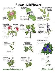 Plant Chart Plant Identification Plants Flowers