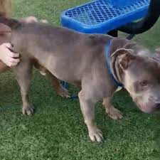 It's a lovely lovely place to visit. Adore Pet Rescue Orlando Petslover