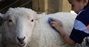 Annual Wool Gathering Show