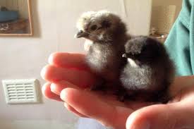 Decide the kind of food your chickens eat. Why Silkies Are The Perfect Hens For Small Gardens