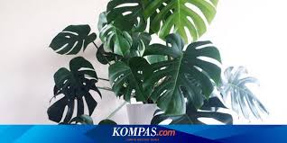 Check spelling or type a new query. 7 Tanaman Hias Yang Sedang Populer Dan Kisaran Harganya Halaman All Kompas Com