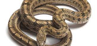 وإذا رأى شخصًا أنه يضرب الثعبان الاسود دون ان يقتله، فمعناه عدم قدرة الروائي على التخلص من. Ø§Ù„Ø­Ù„Ù… Ø¨Ø«Ø¹Ø¨Ø§Ù† ØµØºÙŠØ± Ø­ÙŠØ§ØªÙƒ