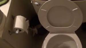Diluting muriatic acid to clean the toilet. How To Decide If Toilet Is Limed Up Or Stopped Up Youtube