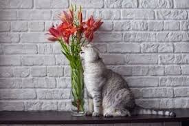 May 24, 2012 · these beautiful, tall flowers are paradise for bees and other pollinators but are very dangerous to your pets. Avoid This Cat Astrophe 10 Spring Flowers That Are Toxic To Cats