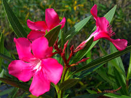 View other commonly requested plants on our wiki! Oleander Nerium Calypso Live Semi Tropical Plant Bright Hot Pink Flowers Salt Tolerant Starter Size 4 Inch Pot Emerald Tm Emerald Goddess Gardens