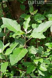 Image result for Vernonia amygdalina
