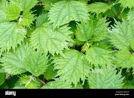 Image result for Boehmeria nivea