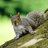 What To Do When You Find A Squrrel Animal Help Tips