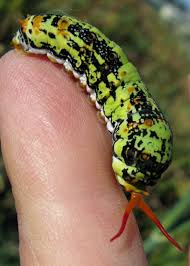 Image result for Deverra burchellii