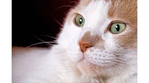If you are in the pittsfield ma area we may have volunteers willing to do home visits in those areas and we may be able to help you adopt through homeward bound dog rescue. Coos County Animal Shelter 92960 Southport Rd Coos Bay Or 97420 United States Coos County Animal Shelter 92960 Southport Rd Coos Bay Or 97420 United States Oklahoma Humane Society 9300 N May Avenue Suite 400 281 Oklahoma City