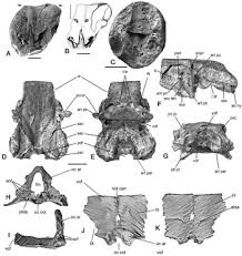 Gladbachus is among the oldest shark fossils, branching off from near the base of the shark family tree. Doliodus And Pucapampellids Chapter 5 Evolution And Development Of Fishes