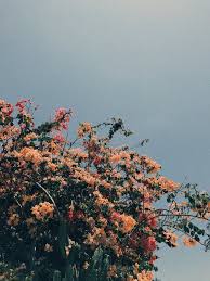ˏˋ Pin Honeeyjin ˎˊ Flower Aesthetic Flower Wallpaper Tumblr Wallpaper