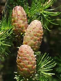 Image result for larch tree