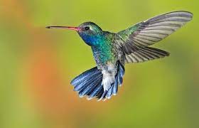 Download Suara Burung Kolibri Ninja Masteran Dan Betina Untuk Pikatan Mp3 Kicaumania Net