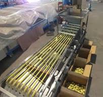 Good Price Automatic Commercial Olive Grading Sorting Machine Auto  Industrial Olives Size Grader Sor