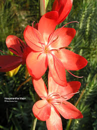 Image result for Hesperantha petitiana