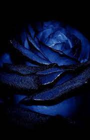 Aesthetic green dark feelings nature aesthetic dark green. C11a48545d7edb9f967b816f3810a79f Jpg 346 535 Blue Roses Wallpaper Blue Aesthetic Dark Blue Roses