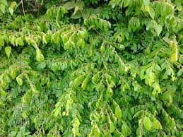 Qudrifarm Pokok Pagar Anak Cleistanthus Gracilis Facebook