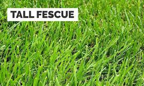 We did not find results for: How To Identify Your Lawn Grass