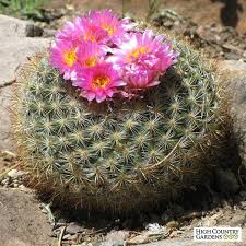 A cactus (plural cacti, cactuses, or less commonly, cactus) is a member of the plant family cactaceae, a family comprising about 127 genera with some 1750 known species of the order. 9 Great Types Of Cactus Plants You Need To Know About All Types
