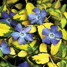 Image result for Vinca minor