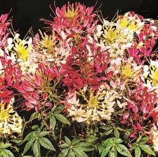 We did not find results for: Cleome Seeds Color Fountain Mix Sow Easy Mckenzie Seeds