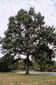 Dwarf chinkapin oak is one of the best native shrub oaks. Chinkapin Oak Department Of Horticulture