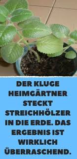Der Kluge Heimgartner Steckt Streichholzer In Die Erde Das Ergebnis Ist Wirklich Uberraschend Pflanzen Der Kluge Garden Care