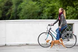 Sicher Unterwegs Mit Rad Und Hund Themen Lokalmatador