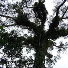 Image result for Ceiba