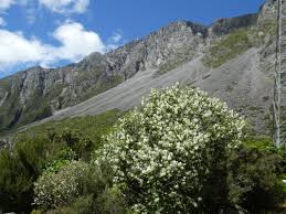 Image result for Indigofera lyallii