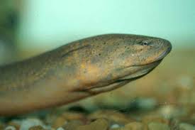 Asian Swamp Eel Monopterus Albus Species Profile