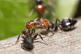 28 Animals That Eat Ants: Natural Ant Predators (Mammals, Birds, Insects) »  The Buginator