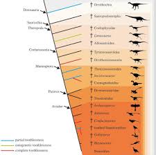 Image result for Monanthotaxis poggei