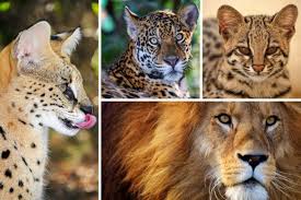 How many species of wild cats are threatened with extinction? All 40 Species Of Wild Cats And Where To See Them In The Wild