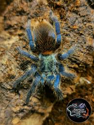 Image result for Tridactyle gentilii