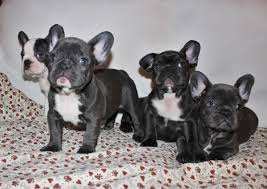 You may have heard that dogs are expensive. French Bulldog Puppies Available Adorable Cebu Philippines Buy And Sell Marketplace Pinoydeal