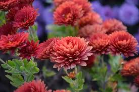 We did not find results for: Plantas De Exterior Que Duran Todo El Ano Flormania