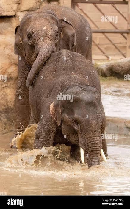 Indian elephant fighting hi-res stock photography and images - Alamy