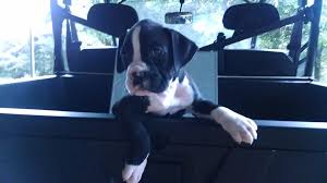 We are the sweetest puppies. Carolina Boxer Rescue Home Facebook