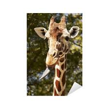 Check spelling or type a new query. Giraffe With Tongue Sticking Out Sticker Pixers We Live To Change