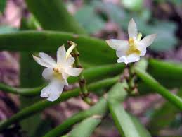 Image result for Calyptrochilum