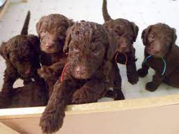 High energy, playful australian labradoodles are affectionate. Labradoodle Puppies For Sale In Cincinnati Ohio Classified Americanlisted Com