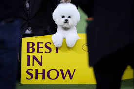Siba, the standard poodle, poses for photographs after winning best in show in the 144th westminster kennel club dog show. Westminster Dog Show 2019 Schedule Dates What Tv Channel Livestream Times And Best In Show Nj Com