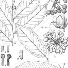 Image result for Uvaria tanzaniae