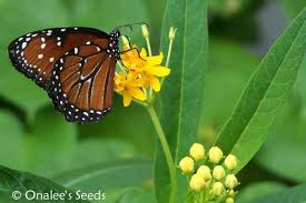 Maybe you would like to learn more about one of these? Butterfly Milkweed Gold Yellow Orange Asclepias Seeds Monarch Butterfly Host