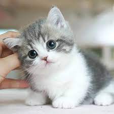 Best 30+ cute cat wallpapers in hd in 2020. Amal Ali Amalali1 Profile Pinterest