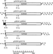 Gene Expression In Plant An Overview Sciencedirect Topics